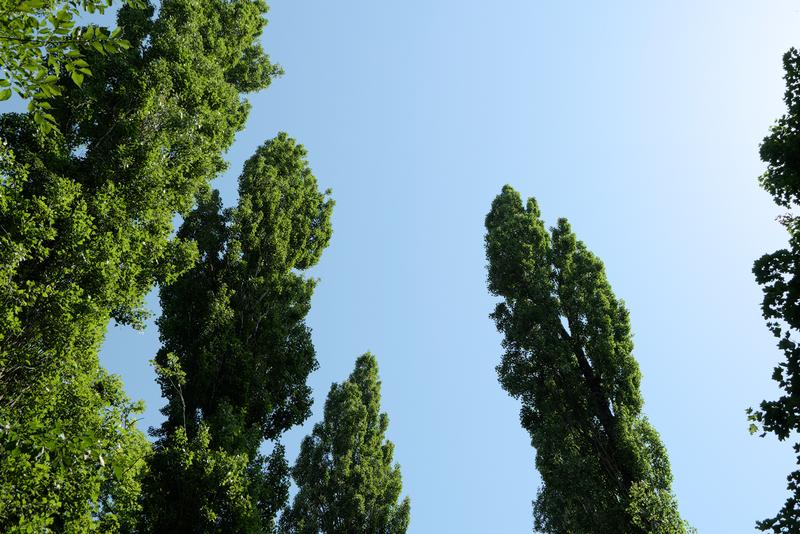 Juillet, Fontainebleau