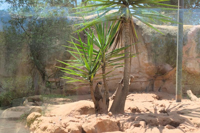 Mai, Zoo de Rabat, Maroc
